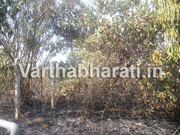 ಮುಂಡಗೋಡ : ತೋಟಕ್ಕೆ ಅಕಸ್ಮೀಕ ಬೆಂಕಿ ತಗಲಿ ಲಕ್ಷಾಂತರ ರೂ ಹಾನಿ